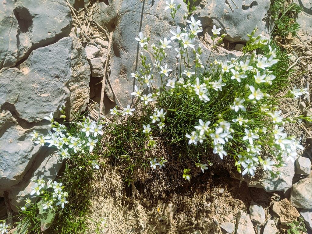 צללית ערערית Minuartia juniperina, פרח לבן, צמחיית סלעים חרמונית, צילום: ד"ר ענת אביטל