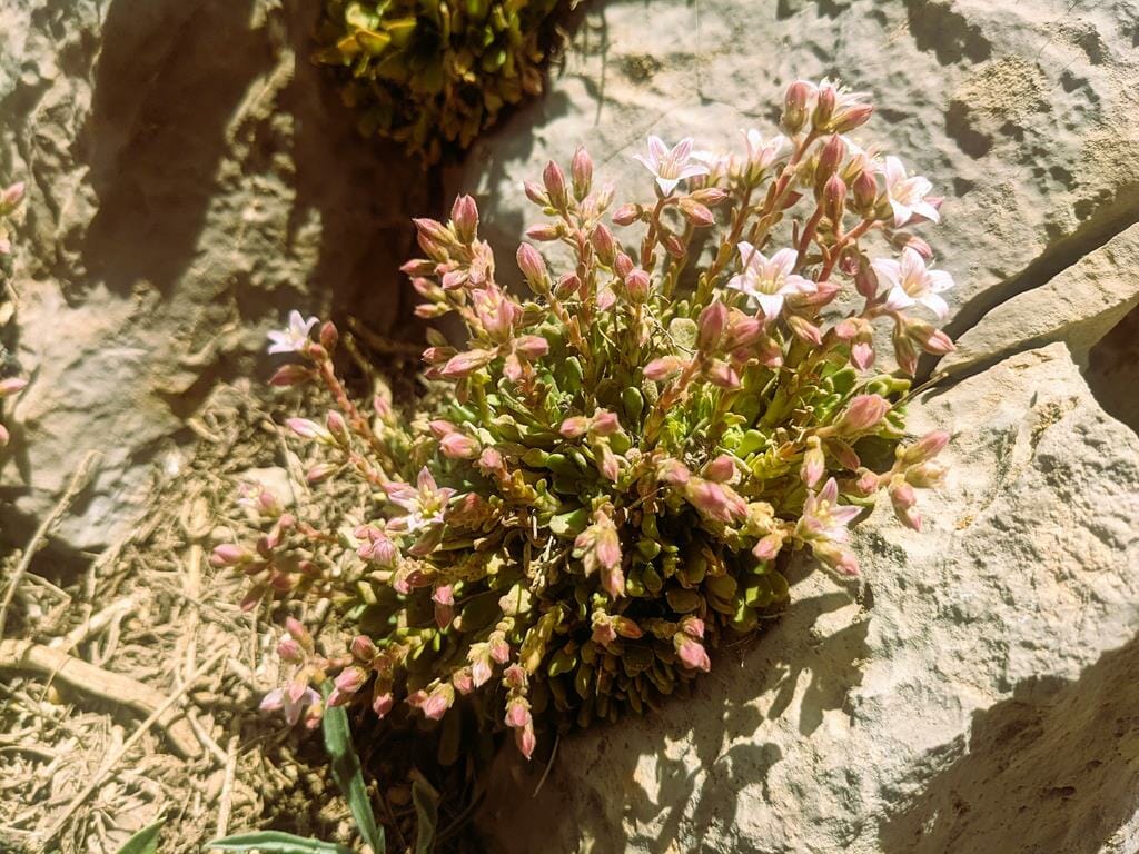 שושנתית הלבנון Rosularia libanotica, צמח סלעים צנוע עם פרחים ורודים-לבנים במרומי החרמון, צילום: ד"ר ענת אביטל