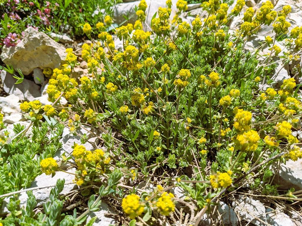 אליסון חרמוני Alyssum baumgartnerianum, פריחה צהובה בקיץ במרומי החרמון, צילום: ד"ר ענת אביטל