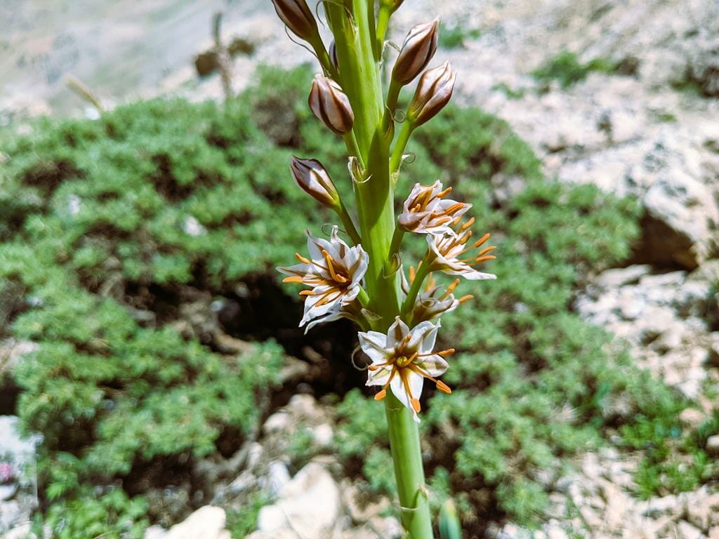 עריר הלבנון Eremurus spectabilis, פריחת סוף האביב והקיץ במרומי החרמון, צילום: ד"ר ענת אביטל