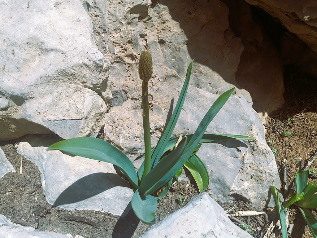 ניצנים של עריר הלבנון בחודש מאי Eremurus spectabilis, במרומי החרמון, צילום: ד"ר ענת אביטל