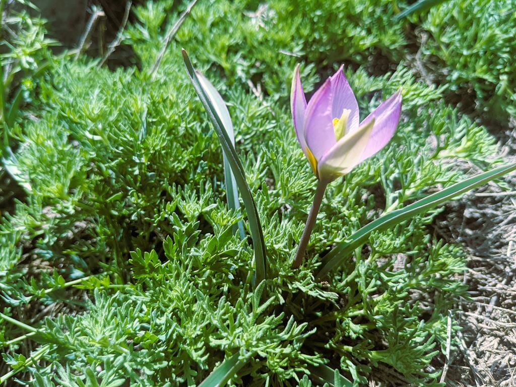 צבעוני החרמון Tulipa aucheriana Baker, פריחת קיץ ורודה במרומי החרמון, צילום: ד"ר ענת אביטל