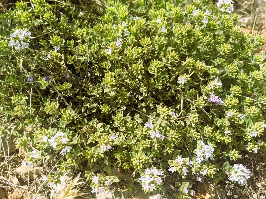 אבובית החרטומים Ziziphora clinopodioides, פריחת קיץ לבנה במרומי החרמון, צילום: ד"ר ענת אביטל