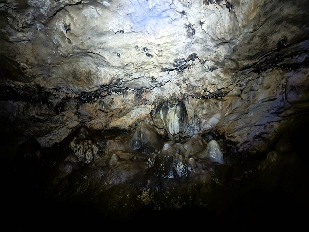 נטיפים פעילים במערת התאומים בנחל מערה, צילום: ד"ר ענת אביטל