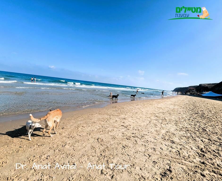 חוף הכלבים לרגלי מצוק כורכר בצפון הרצליה, צילום: ד"ר ענת אביטל