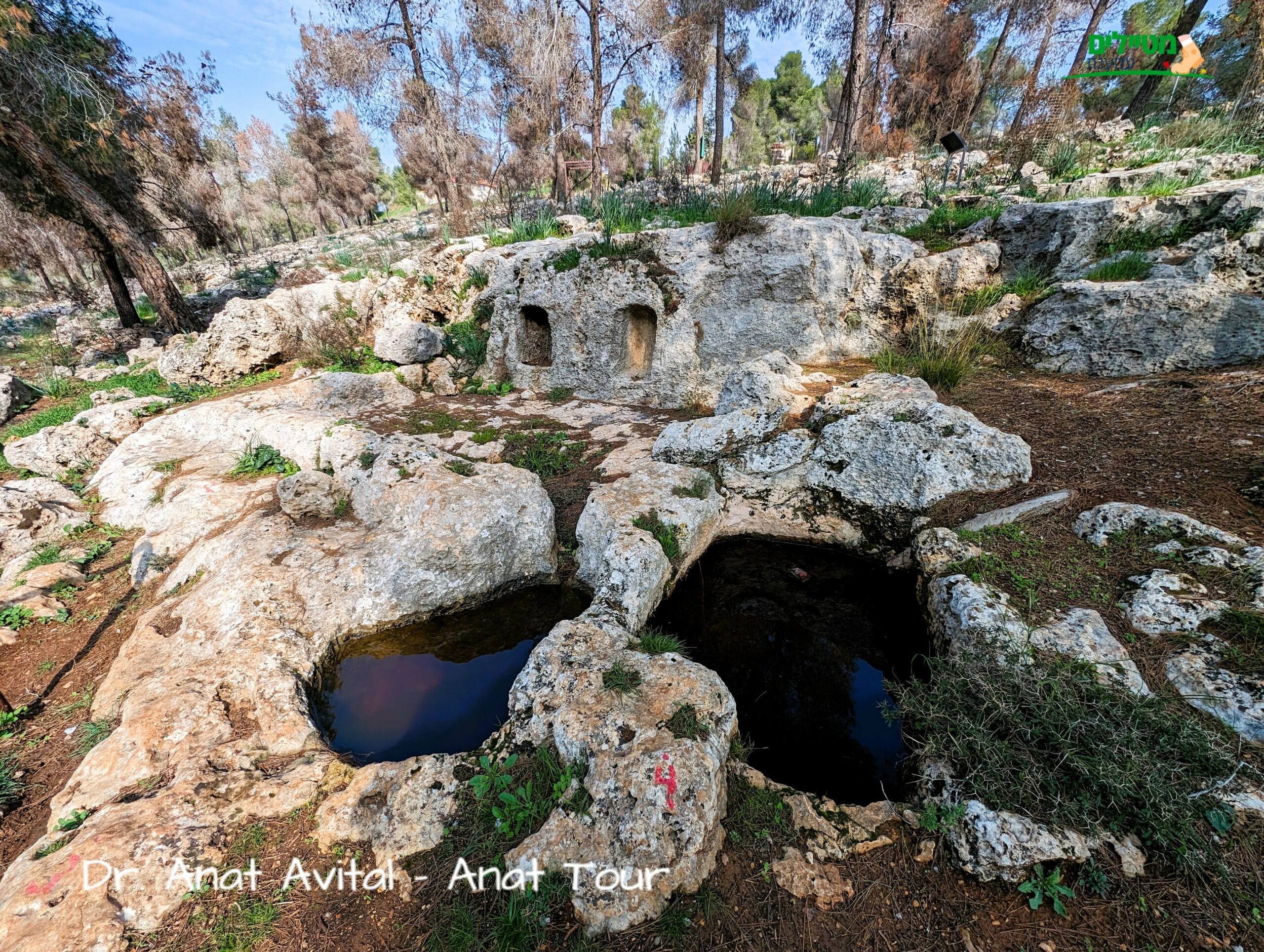 גת קדומה בפארק התנ"ך, יער קהילתי רמות ירושלים, חניון יום ופריחה, צילום: ד"ר ענת אביטל