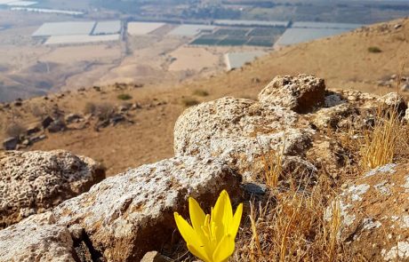 פריחת חלמונית גדולה במצוק מבוא חמה: פריחה צהובה מסנוורת מעל נופי כינרת