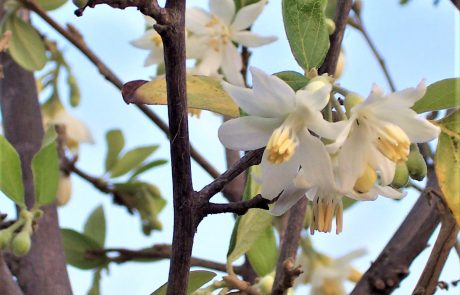 ליבנה רפואי: עץ עם פריחת אביב לבנה וריחנית