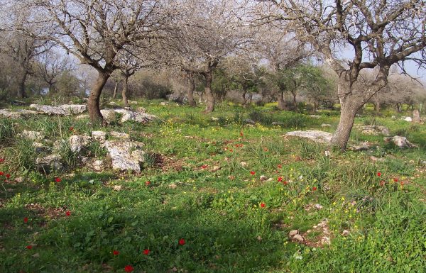 שמורת אלוני אבא: טיול בחורש ופריחת חורף ואביב