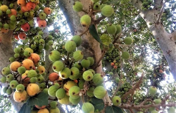 פִיקוּס הַשִּׁקְמָה: גמזיות מתוקות על עץ עתיק ומיוחד מאוד