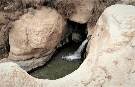 נחל ערוגות בשמורת עין גדי: טיול מים, מעיינות ומפלים במדבר יהודה