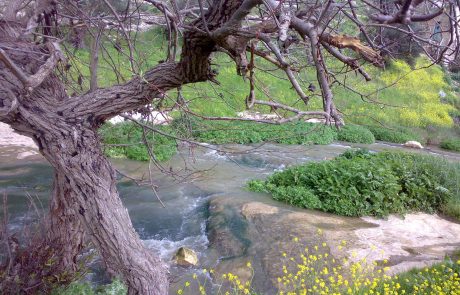 נחל ציפורי: טיול מים וטיילת מונגשת בגליל התחתון בצפון הקרוב