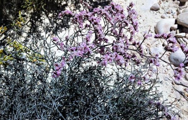 עדעד מאובק: פריחת אביב ורודה מדברית בדרום, במדבר יהודה, בנגב והרי אילת
