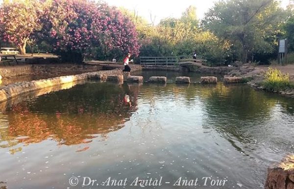 פארק הירדן: טיול מים, ברכות ואטרקציות
