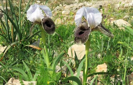 איריס נצרתי בשמורת אירוס נצרתי בהר יונה בנצרת