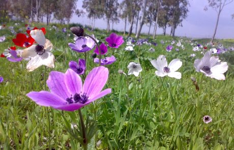 כלנית מצויה: פריחת כלניות אדומות, לבנות, כחולות, ורודות וסגולות – חגיגת הפריחה של החורף