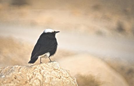 סלעית שחורת בטן: ציפור מדברית