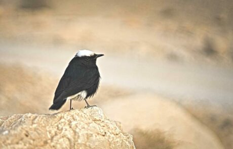 סלעית שחורת בטן: ציפור מדברית
