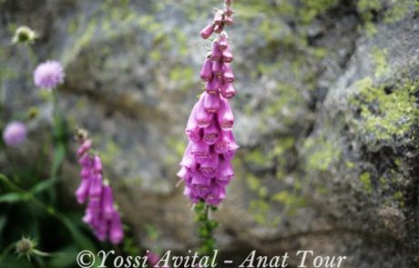 אצבעונית ארגמנית – Digitalis purpurea – Foxglove