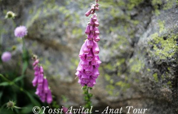 אצבעונית ארגמנית – Digitalis purpurea – Foxglove