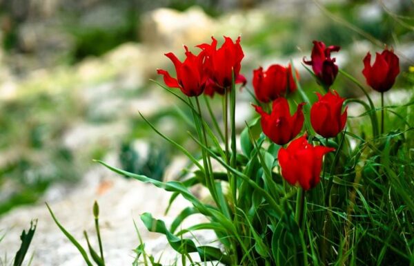 פריחת צבעונים – צבעוני ההרים הפרח האדום והיוקרתי של האביב