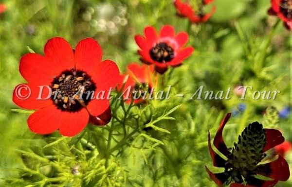 דְּמוּמִית קְטַנַּת-פְּרִי: פרח אדום אביבי קטן ומקסים