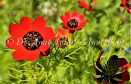דמומית קטנת פרי: פרח אדום אביבי קטן ומקסים