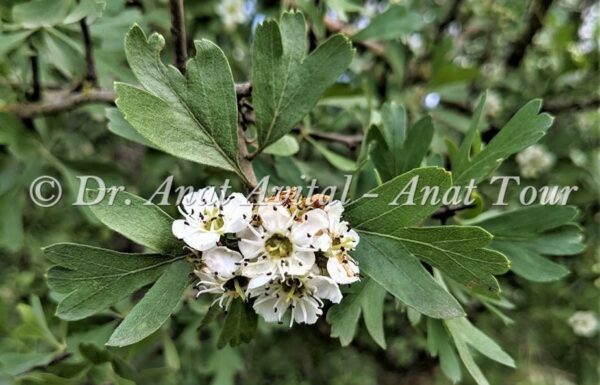 עוזרר קוצני: עץ קטן בחורש הישראלי עם פרחים לבנים באביב