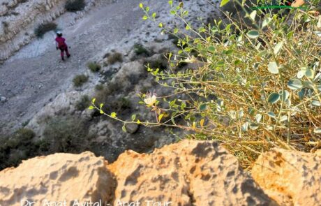 סיור הישרדות לאורחים VIP חשובים מחו"ל במדבר יהודה: צמחי מאכל, צמחי תבלין ורפואה, צמחי רעל
