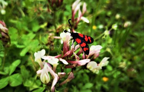 ססמבריק אדום: פרפר אביבי קטן ויפיפה, שחור עם כתמים אדומים