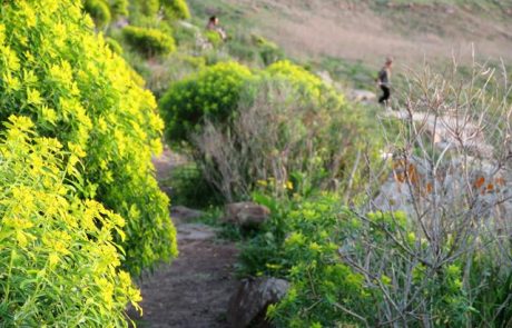 נחל דליות ומפל בזלת: מצומת דליות אל שמורת גמלא