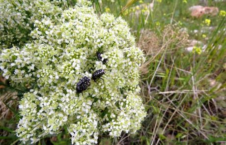 קרדריה מצויה וחיפושיות פרחית נעמי מטיילות על הפרחים באביב