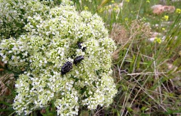 קרדריה מצויה וחיפושיות פרחית נעמי מטיילות על הפרחים באביב