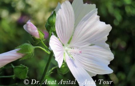 חלמית בפריחת קיץ בפירינאים Malva moschata