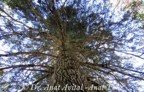 אשוח כסוף- Silver Fir- Abies alba