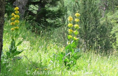 עַרְבָּז צהוב ענק: פריחת קיץ בהרי הפירינאים ואירופה Great Yellow Gentian