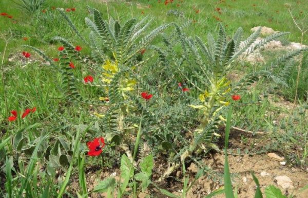 פריחת קדד באר שבע: פריחת חורף מדברית בנגב