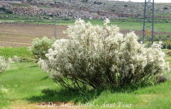 רותם המדבר: פריחת חורף לבנה עם ריח מטריף חושים