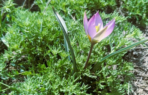 פריחת קיץ, מגדיר פרחים וצמחים, תצפיות באתר החרמון העליון: טיול חובה בחודש יוני בצפון