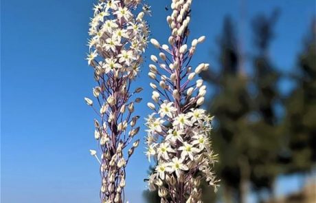 גן לאומי יודפת העתיקה והר עצמון: טיול משפחה לכל עונה וכשהקיץ בורח והחצב פורח במיוחד