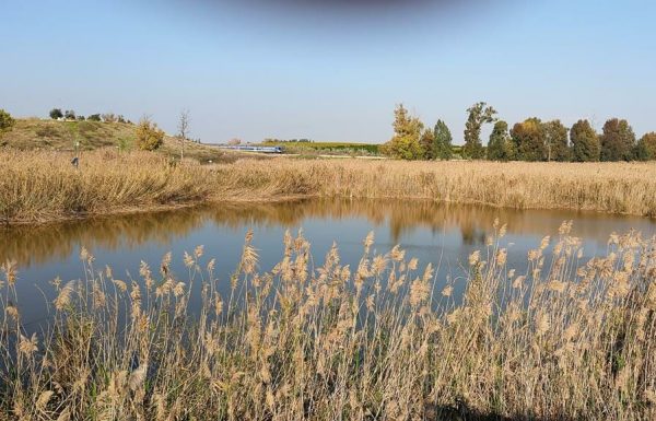 שמורת טבע מעיינות גיבתון ותל מלוט –  תצפיות נהדרות, בריכה מקסימה עם עופות מים וצמחי מים