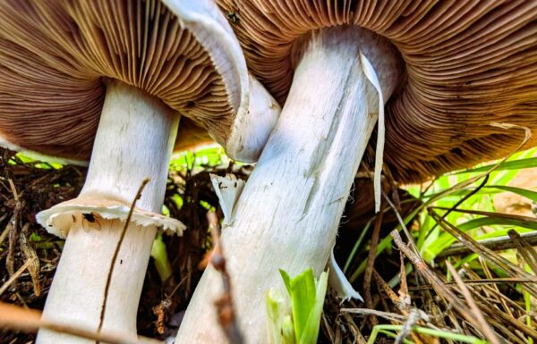 תנו לפטריות לחיות – ליקטו מעט – המנעו מליקוט יתר: החיים המסתוריים והמכושפים של הפטריות – מדריך לימוד וחכמת הטבע