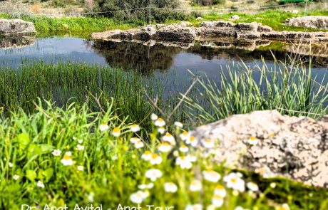 בריכת חורף צרטה שמורת טבע בשוהם – מים ופריחת חורף ואביב, דו-חיים ונורית המים