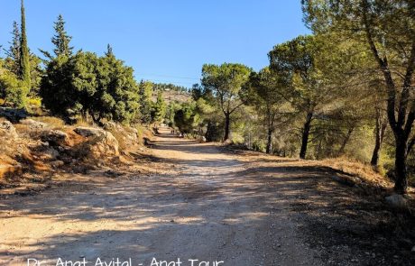 שביל סובב הר איתן (סטף) בהרי ירושלים – נופים מטרפים כל השנה, פריחה משגעת בחורף ובאביב