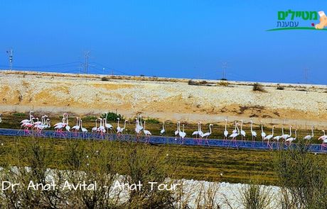 פלמינגו בישראל – איפה יש אצלנו פלמינגו גדול וורוד בחורף: בריכות מלח עתלית, יבנה ואילת 2024