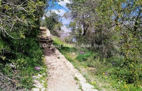 שמורת טבע המסרק: טיול יפה בחורש ירוק