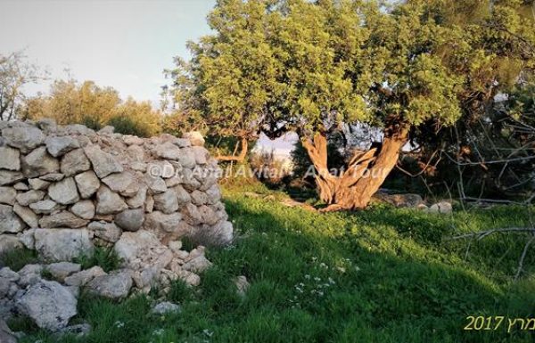 גבעת שר: שביל טבע ומתקנים חקלאיים במודיעין