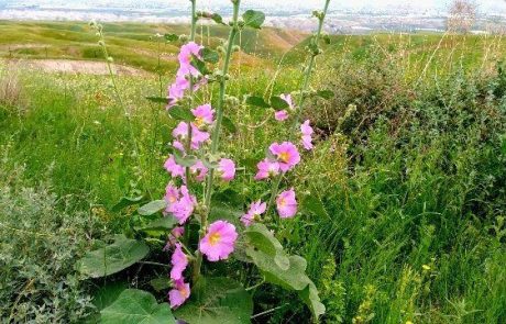 חוטמית זיפנית: פריחת אביב ורודה על עמוד פריחה גבוה