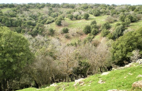 הג'ובה הגדולה: טיול מונגש ביער אודם הקסום בצפון הגולן